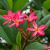 Frangipani, Rosarot, Topf-Ø 14/15 Cm -Pflanzen Geschäft 0210104346 0210104350 0210104666 Plumeria Rubra Rare
