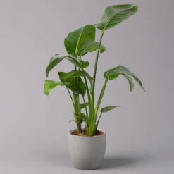 Strelitzia Nicolai, Topf-Ø 17 Cm, Höhe Ca. 55 Cm