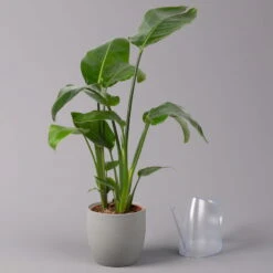 Strelitzia Nicolai, Topf-Ø 17 Cm, Höhe Ca. 55 Cm -Pflanzen Geschäft 0210104742 Strelitzia nicolai T17 3