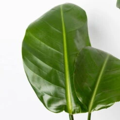 Strelitzia Nicolai, Topf-Ø 17 Cm, Höhe Ca. 55 Cm -Pflanzen Geschäft 0210104742 Strelitzia nicolai T17 4