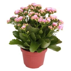 Kalanchoe 'Calandiva'®, Rosa-weiß, Topf-Ø 12 Cm, Höhe Ca. 27,5 Cm, 6er-Set -Pflanzen Geschäft 0210350156 Kalanchoe Cal rosa weiss
