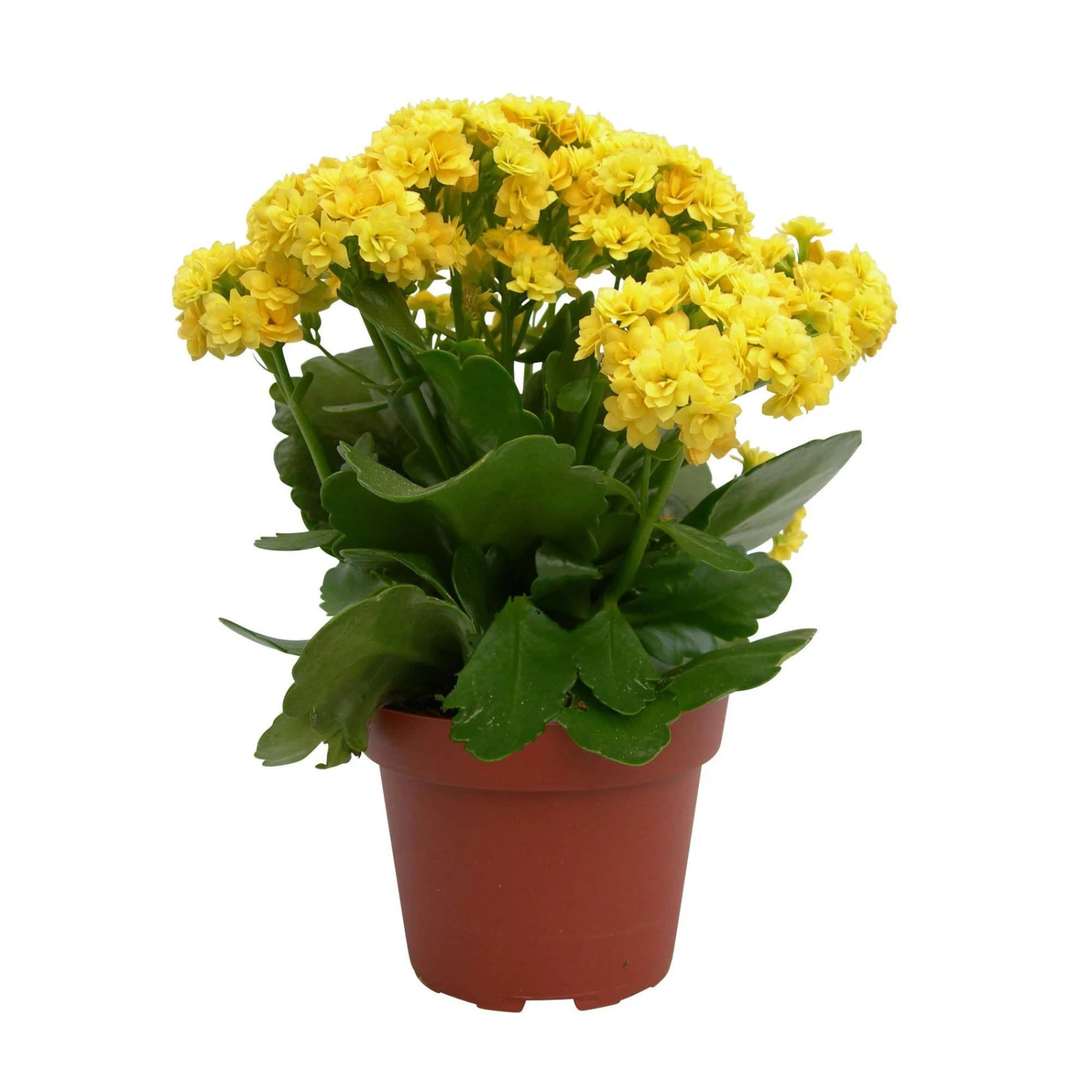 Kalanchoe 'Calandiva'®, Gelb, Topf-Ø 12 Cm, Höhe Ca. 27,5 Cm, 6er-Set 7 Kalanchoe 'Calandiva'®, Gelb, Topf-Ø 12 Cm, Höhe Ca. 27,5 Cm, 6er-Set – Bild 5