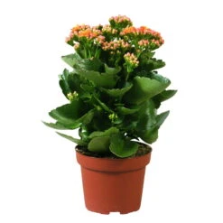 Kalanchoe 'Calandiva'®, Orange, Topf-Ø 12 Cm, Höhe Ca. 27,5 Cm, 6er-Set -Pflanzen Geschäft 0210350158 Kalanchoe Cal orange