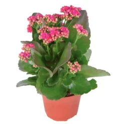 Kalanchoe 'Calandiva'®, Violett, Topf-Ø 12 Cm, Höhe Ca. 27,5 Cm, 6er-Set -Pflanzen Geschäft 0210350159 Kalanchoe cal violett