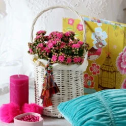 Kalanchoe 'Calandiva'®, Violett, Topf-Ø 12 Cm, Höhe Ca. 27,5 Cm, 6er-Set -Pflanzen Geschäft 0210350159 Kalanchoe cal violett2