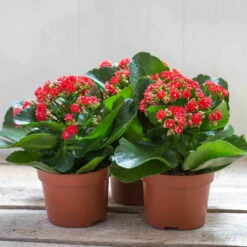 Kalanchoe 'Calandiva'®, Rot, Topf-Ø 12 Cm, Höhe Ca. 27,5 Cm, 6er-Set -Pflanzen Geschäft 0210350161 Kalanchoe Cal rot 12 cm T H 26cm1