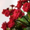 Kalanchoe 'Calandiva'®, Rot, Topf-Ø 12 Cm, Höhe Ca. 27,5 Cm, 6er-Set -Pflanzen Geschäft 0210350161 Kalanchoe Cal rot 12 cm T H 26cm2