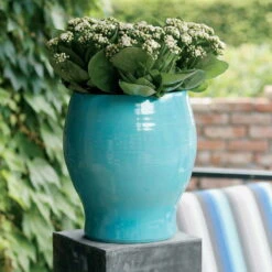 Kalanchoe 'Calandiva'®, Weiß, Topf-Ø 12 Cm, Höhe Ca. 27,5 Cm, 6er-Set -Pflanzen Geschäft 0210350168 Kalanchoe Cal weiss1