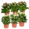 Kalanchoe 'Calandiva'®, Weiß & Rosa, Topf-Ø 12 Cm, Höhe Ca. 20-30 Cm, 6er-Set -Pflanzen Geschäft 0210350367 Kalanchoe weiss rosa 6er Set 3xweiss 3xrosa