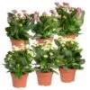 Kalanchoe 'Calandiva'®, Weiß&violett, Topf-Ø 12 Cm, Höhe Ca. 20-30 Cm, 6er-Set -Pflanzen Geschäft 0210350368 Kalanchoe weiss violett 6er Set 3xweiss 3xviolett