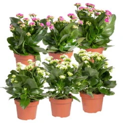 Kalanchoe 'Calandiva'®, Weiß&violett, Topf-Ø 12 Cm, Höhe Ca. 20-30 Cm, 6er-Set