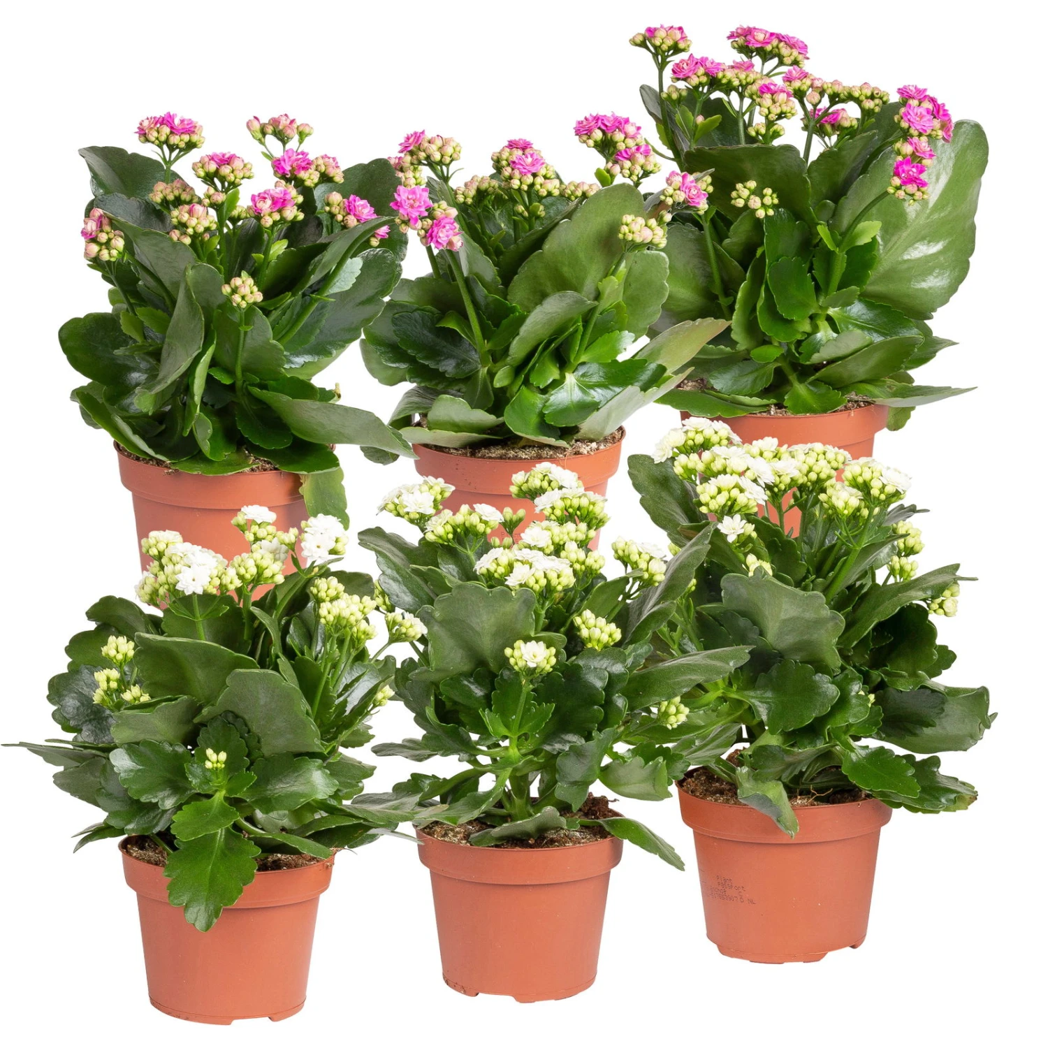 Kalanchoe 'Calandiva'®, Weiß&violett, Topf-Ø 12 Cm, Höhe Ca. 20-30 Cm, 6er-Set 3 Kalanchoe 'Calandiva'®, Weiß&violett, Topf-Ø 12 Cm, Höhe Ca. 20-30 Cm, 6er-Set
