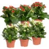 Kalanchoe 'Calandiva'®, Weiß & Rot, Topf-Ø 12 Cm, Höhe Ca. 20-30 Cm, 6er-Set -Pflanzen Geschäft 0210350370 Kalanchoe weiss rot 6er Set 3xweiss 3xrot