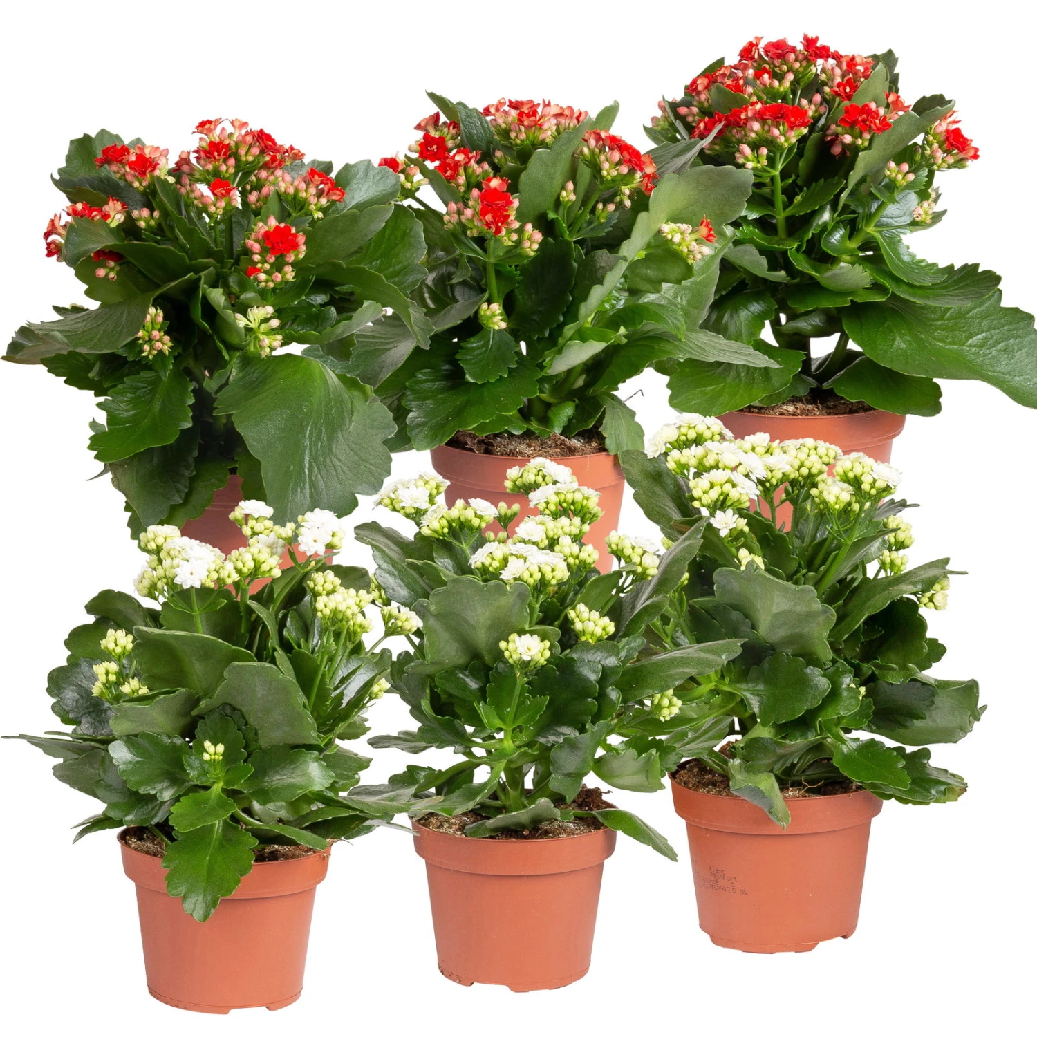 Kalanchoe 'Calandiva'®, Weiß & Rot, Topf-Ø 12 Cm, Höhe Ca. 20-30 Cm, 6er-Set 3 Kalanchoe 'Calandiva'®, Weiß & Rot, Topf-Ø 12 Cm, Höhe Ca. 20-30 Cm, 6er-Set