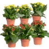 Kalanchoe 'Calandiva'®, Rot&gelb, Topf Topf-Ø 12 Cm, Höhe Ca. 20-30cm, 6er-Set -Pflanzen Geschäft 0210350371 Kalanchoe rot gelb 6er Set 3xrot 3xgelb