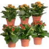 Kalanchoe 'Calandiva'®, Rot&orange, Topf-Ø 12 Cm, Höhe Ca. 20-30 Cm, 6er-Set 2 Kalanchoe 'Calandiva'®, Rot&orange, Topf-Ø 12 Cm, Höhe Ca. 20-30 Cm, 6er-Set -Pflanzen Geschäft 0210350372 Kalanchoe rot orange 6er Set 3xrot 3xorange