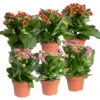Kalanchoe 'Calandiva'®, Rot&violett, Topf-Ø 12 Cm, Höhe Ca. 20-30 Cm, 6er-Set -Pflanzen Geschäft 0210350373 Kalanchoe rot violett 6er Set 3xrot 3xviolett