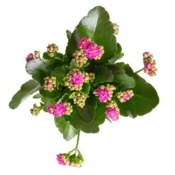 Kalanchoe 'Calandiva'®, Violett, Topf-Ø 12 Cm, Höhe Ca. 27,5 Cm, 6er-Set -Pflanzen Geschäft 0210350382 Kalanchoe violett 6er Set 6xviolett 1 1