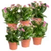 Kalanchoe 'Calandiva'®, Violett, Topf-Ø 12 Cm, Höhe Ca. 27,5 Cm, 6er-Set -Pflanzen Geschäft 0210350382 Kalanchoe violett 6er Set 6xviolett 2