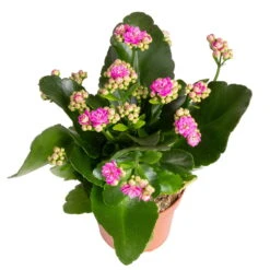 Kalanchoe 'Calandiva'®, Weiß&violett, Topf-Ø 12 Cm, Höhe Ca. 20-30 Cm, 6er-Set 13 Kalanchoe 'Calandiva'®, Weiß&violett, Topf-Ø 12 Cm, Höhe Ca. 20-30 Cm, 6er-Set -Pflanzen Geschäft 0210350382 Kalanchoe violett 6er Set 6xviolett 3 2