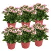 Kalanchoe 'Calandiva'®, Rosa-weiß, Topf-Ø 12 Cm, Höhe Ca. 27,5 Cm, 6er-Set -Pflanzen Geschäft 0210350383 Kalanchoe cal rosa weiss 6er Set 6xrosa weiss