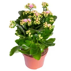 Kalanchoe 'Calandiva'®, Rosa-weiß, Topf-Ø 12 Cm, Höhe Ca. 27,5 Cm, 6er-Set -Pflanzen Geschäft 0210350383 Kalanchoe rosa weiss 6er Set 6xrosa weiss 1