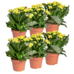 Kalanchoe 'Calandiva'®, Gelb, Topf-Ø 12 Cm, Höhe Ca. 27,5 Cm, 6er-Set 11 Kalanchoe 'Calandiva'®, Gelb, Topf-Ø 12 Cm, Höhe Ca. 27,5 Cm, 6er-Set -Pflanzen Geschäft 0210350384 Kalanchoe gelb 6er Set 6xgelb 1
