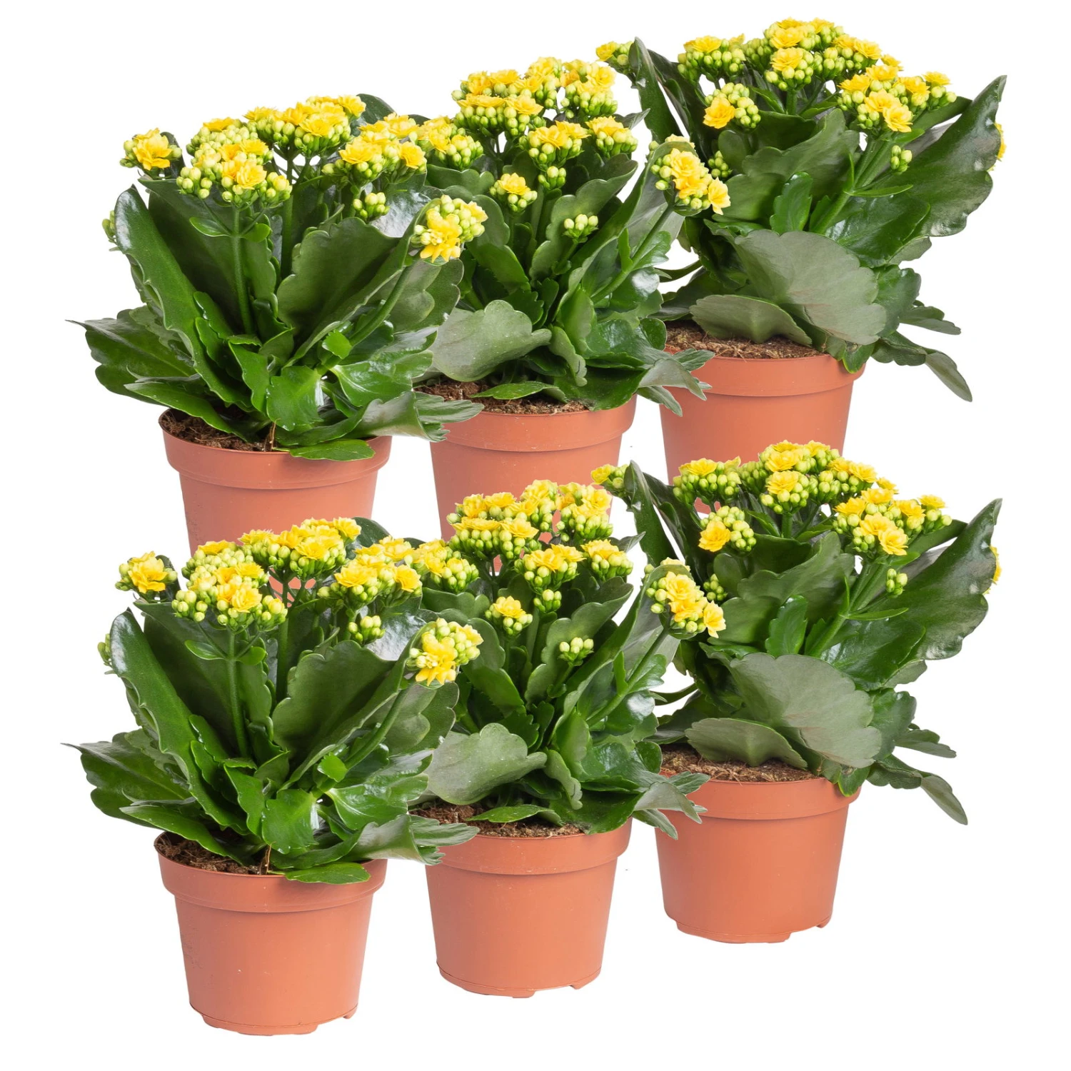 Kalanchoe 'Calandiva'®, Gelb, Topf-Ø 12 Cm, Höhe Ca. 27,5 Cm, 6er-Set 4 Kalanchoe 'Calandiva'®, Gelb, Topf-Ø 12 Cm, Höhe Ca. 27,5 Cm, 6er-Set – Bild 2