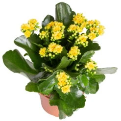 Kalanchoe 'Calandiva'®, Rot&gelb, Topf Topf-Ø 12 Cm, Höhe Ca. 20-30cm, 6er-Set -Pflanzen Geschäft 0210350384 Kalanchoe gelb 6er Set 6xgelb 2 1