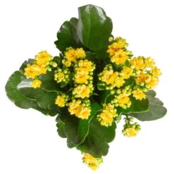 Kalanchoe 'Calandiva'®, Rot&gelb, Topf Topf-Ø 12 Cm, Höhe Ca. 20-30cm, 6er-Set -Pflanzen Geschäft 0210350384 Kalanchoe gelb 6er Set 6xgelb 3 1