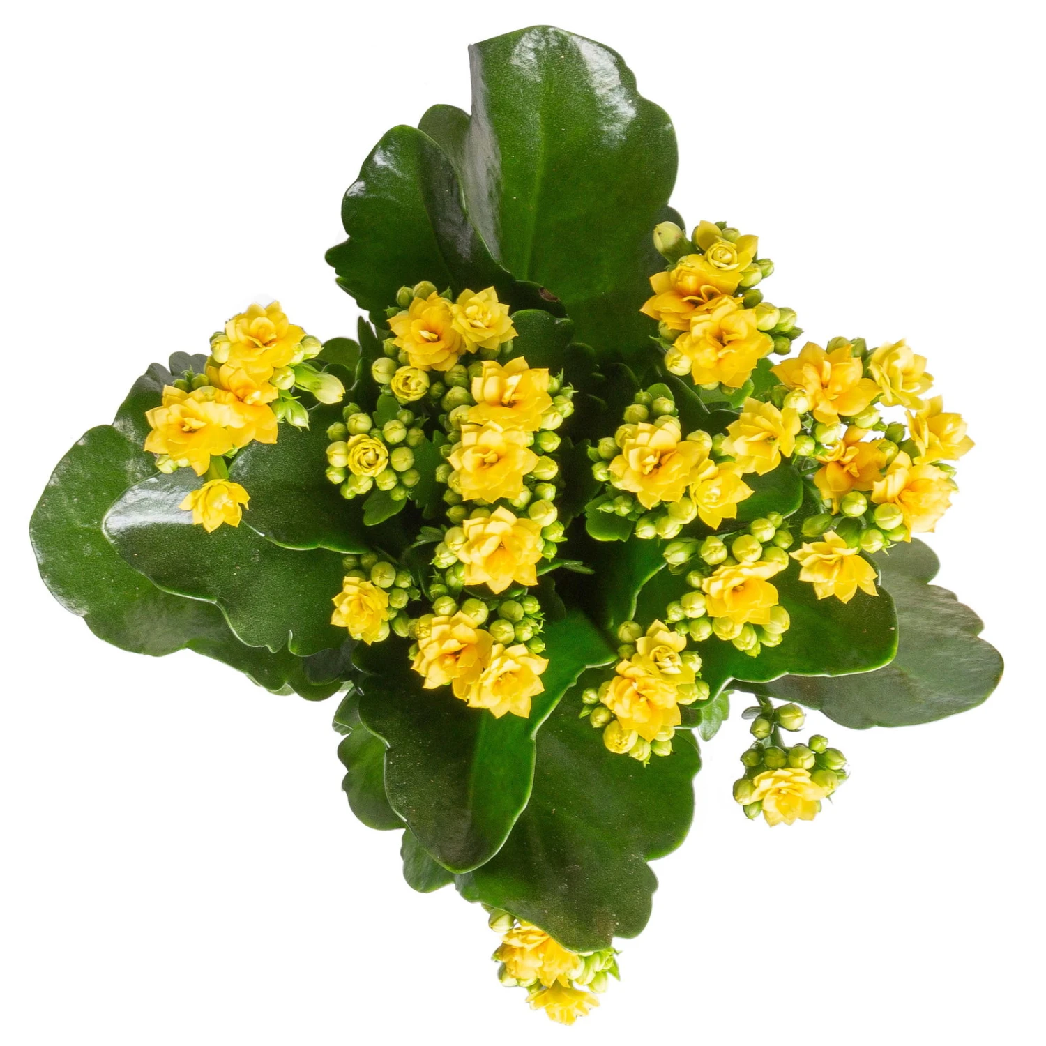 Kalanchoe 'Calandiva'®, Gelb, Topf-Ø 12 Cm, Höhe Ca. 27,5 Cm, 6er-Set 6 Kalanchoe 'Calandiva'®, Gelb, Topf-Ø 12 Cm, Höhe Ca. 27,5 Cm, 6er-Set – Bild 4