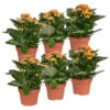Kalanchoe 'Calandiva'®, Orange, Topf-Ø 12 Cm, Höhe Ca. 27,5 Cm, 6er-Set 2 Kalanchoe 'Calandiva'®, Orange, Topf-Ø 12 Cm, Höhe Ca. 27,5 Cm, 6er-Set -Pflanzen Geschäft 0210350385 Kalanchoe orange 6er Set 6xorange 1