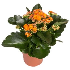 Kalanchoe 'Calandiva'®, Rot&orange, Topf-Ø 12 Cm, Höhe Ca. 20-30 Cm, 6er-Set -Pflanzen Geschäft 0210350385 Kalanchoe orange 6er Set 6xorange 2 2