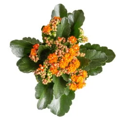 Kalanchoe 'Calandiva'®, Rot&orange, Topf-Ø 12 Cm, Höhe Ca. 20-30 Cm, 6er-Set -Pflanzen Geschäft 0210350385 Kalanchoe orange 6er Set 6xorange 3 2