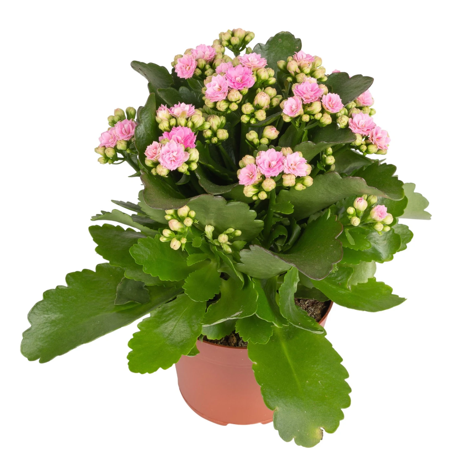 Kalanchoe 'Calandiva'®, Weiß & Rosa, Topf-Ø 12 Cm, Höhe Ca. 20-30 Cm, 6er-Set 7 Kalanchoe 'Calandiva'®, Weiß & Rosa, Topf-Ø 12 Cm, Höhe Ca. 20-30 Cm, 6er-Set – Bild 5