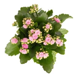 Kalanchoe 'Calandiva'®, Weiß & Rosa, Topf-Ø 12 Cm, Höhe Ca. 20-30 Cm, 6er-Set 12 Kalanchoe 'Calandiva'®, Weiß & Rosa, Topf-Ø 12 Cm, Höhe Ca. 20-30 Cm, 6er-Set -Pflanzen Geschäft 0210350386 Kalanchoe rosa 6er Set 6xrosa 2