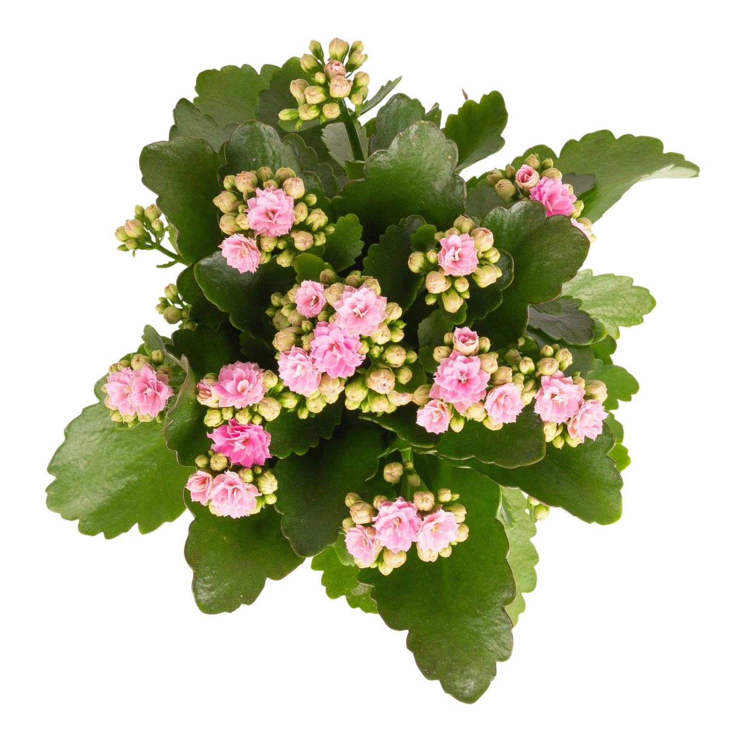 Kalanchoe 'Calandiva'®, Weiß & Rosa, Topf-Ø 12 Cm, Höhe Ca. 20-30 Cm, 6er-Set 6 Kalanchoe 'Calandiva'®, Weiß & Rosa, Topf-Ø 12 Cm, Höhe Ca. 20-30 Cm, 6er-Set – Bild 4