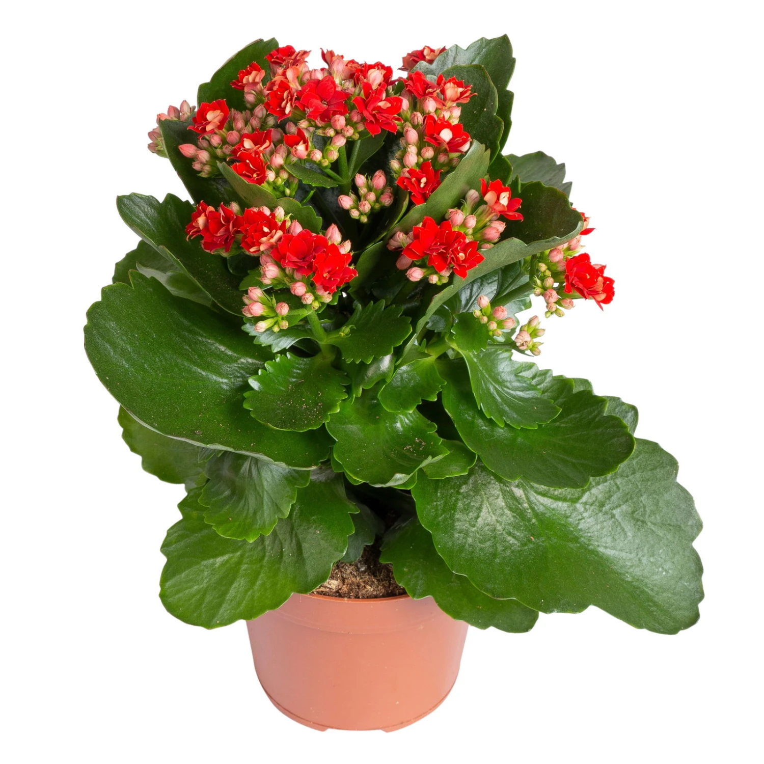 Kalanchoe 'Calandiva'®, Weiß & Rot, Topf-Ø 12 Cm, Höhe Ca. 20-30 Cm, 6er-Set 7 Kalanchoe 'Calandiva'®, Weiß & Rot, Topf-Ø 12 Cm, Höhe Ca. 20-30 Cm, 6er-Set – Bild 5