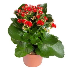 Kalanchoe 'Calandiva'®, Rot&orange, Topf-Ø 12 Cm, Höhe Ca. 20-30 Cm, 6er-Set -Pflanzen Geschäft 0210350387 Kalanchoe rot 6er Set 6xrot 21 4