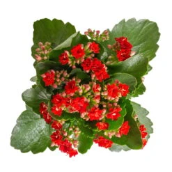 Kalanchoe 'Calandiva'®, Rot&orange, Topf-Ø 12 Cm, Höhe Ca. 20-30 Cm, 6er-Set -Pflanzen Geschäft 0210350387 Kalanchoe rot 6er Set 6xrot 3 4