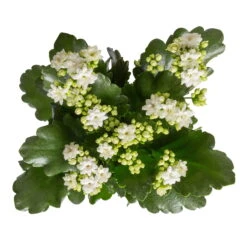 Kalanchoe 'Calandiva'®, Weiß & Rosa, Topf-Ø 12 Cm, Höhe Ca. 20-30 Cm, 6er-Set 10 Kalanchoe 'Calandiva'®, Weiß & Rosa, Topf-Ø 12 Cm, Höhe Ca. 20-30 Cm, 6er-Set -Pflanzen Geschäft 0210350388 Kalanchoe weiss 6er Set 6xweiss 1 1