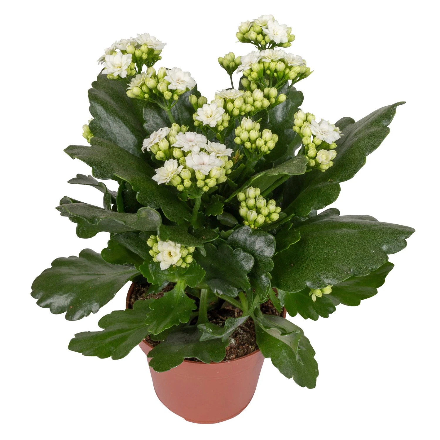 Kalanchoe 'Calandiva'®, Weiß&violett, Topf-Ø 12 Cm, Höhe Ca. 20-30 Cm, 6er-Set 5 Kalanchoe 'Calandiva'®, Weiß&violett, Topf-Ø 12 Cm, Höhe Ca. 20-30 Cm, 6er-Set – Bild 3
