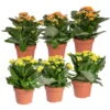 Kalanchoe 'Calandiva'®, Gelb&orange, Topf-Ø 12 Cm, Höhe Ca. 20-30 Cm, 6er-Set -Pflanzen Geschäft 0210350390 Kalanchoe gelb orange 6er Set 3xgelb 3xorange