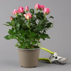 Rose Dunkelrosa, Topf-Ø 14 Cm, 2er-Set -Pflanzen Geschäft 0210550298 rose dunkelrosa 1 122904