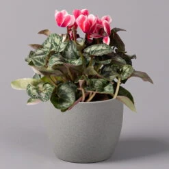 Alpenveilchen 'Picola Shine', Weiß-rot, Topf-Ø 10,5 Cm, Höhe Ca. 23 Cm, 6er-Set -Pflanzen Geschäft 0210600489 Cyclamen Picola Shine rot T10 6er Set 1 115209