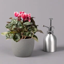 Alpenveilchen 'Picola Shine', Weiß-rot, Topf-Ø 10,5 Cm, Höhe Ca. 23 Cm, 6er-Set -Pflanzen Geschäft 0210600489 Cyclamen Picola Shine rot T10 6er Set 3 115211