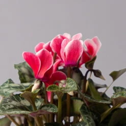 Alpenveilchen 'Picola Shine', Weiß-rot, Topf-Ø 10,5 Cm, Höhe Ca. 23 Cm, 6er-Set -Pflanzen Geschäft 0210600489 Cyclamen Picola Shine rot T10 6er Set 4 115212