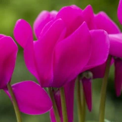 Alpenveilchen-Trio, Zufällige Farben, Topf-Ø 13 Cm, Höhe Ca. 30 Cm, 3er-Set -Pflanzen Geschäft 0210600490 Cyclamen Mix 6er Set 2