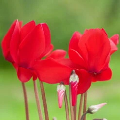 Alpenveilchen-Trio, Zufällige Farben, Topf-Ø 13 Cm, Höhe Ca. 30 Cm, 3er-Set -Pflanzen Geschäft 0210600490 Cyclamen Mix 6er Set 3