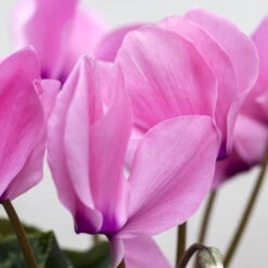 Alpenveilchen-Trio, Zufällige Farben, Topf-Ø 13 Cm, Höhe Ca. 30 Cm, 3er-Set -Pflanzen Geschäft 0210600490 Cyclamen Mix 6er Set 4